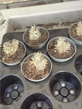 Potted Spiky Succulent, Pachypodium Densaflorumq